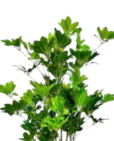 Schefflera Fake Plant 100CM — photo 2 | Planto.ae UAE