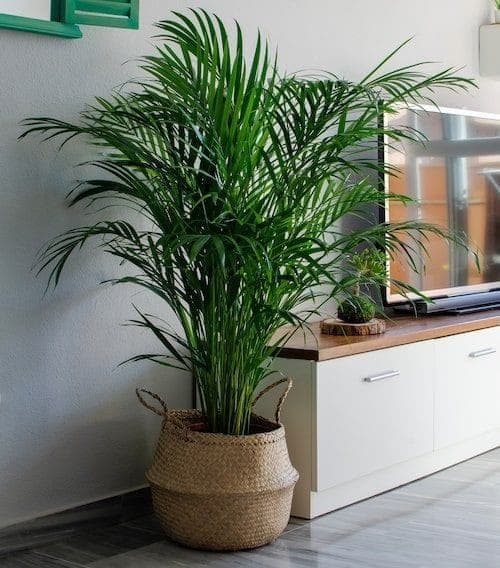 Areca Palm In Basket — photo 2 | Planto.ae UAE