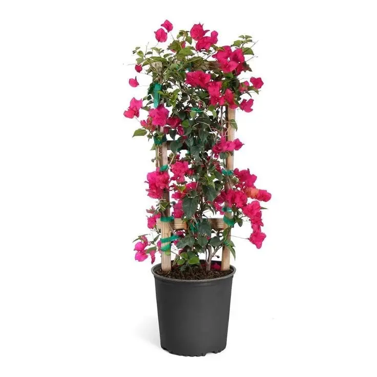 Bougainvillea 60cm-80cm with sticks — Balcony Plants for Dubai & UAE delivery | Planto.ae