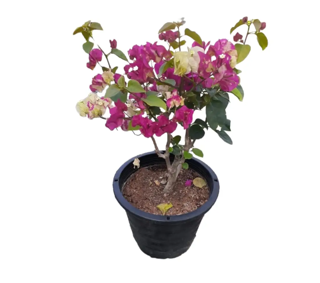 Bougainvillea Multi Colour — Balcony Plants for Dubai & UAE delivery | Planto.ae