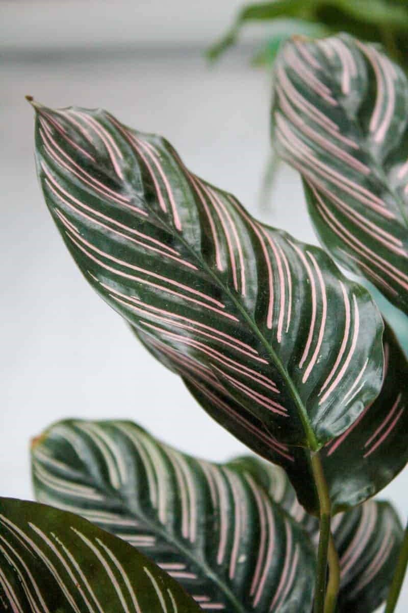 Calathea- Pin stripe,Prayer plant. — photo 2 | Planto.ae UAE