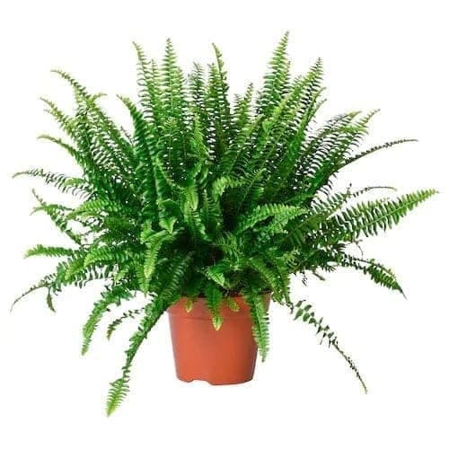 Fern Plant — photo 2 | Planto.ae UAE