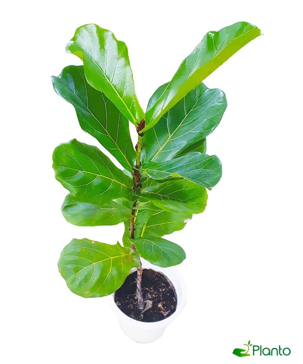 Ficus lyrata big — photo 2 | Planto.ae UAE
