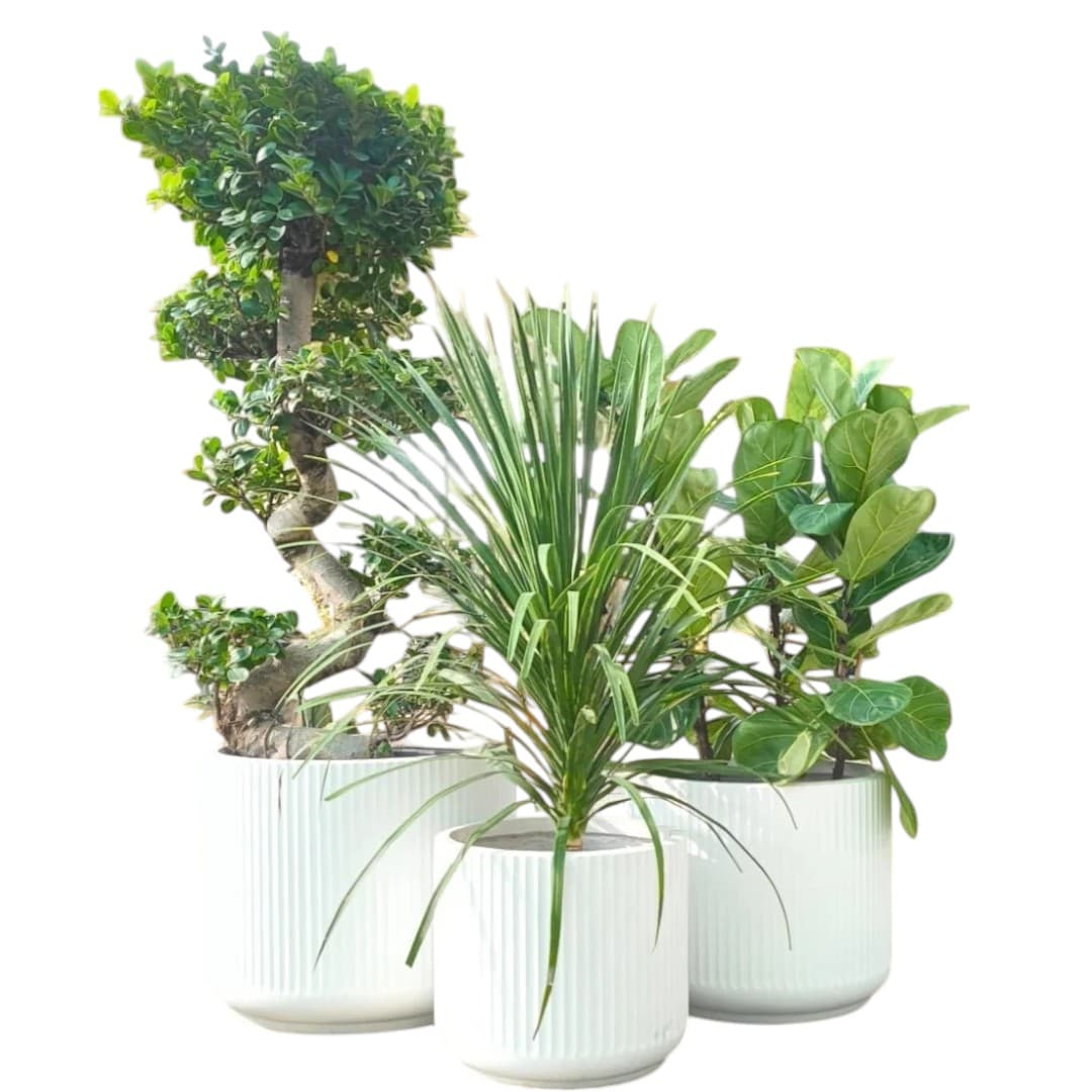 Ficus Panda,Ficus Lyrata,Dragon Tree Set — photo 2 | Planto.ae UAE