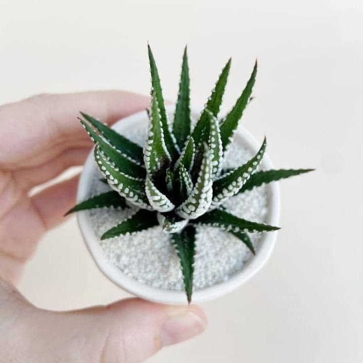 Haworthia “Zebra Cactus” (Pearl Plant) — photo 2 | Planto.ae UAE