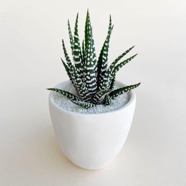 Haworthia “Zebra Cactus” (Pearl Plant) — photo 3 | Planto.ae UAE