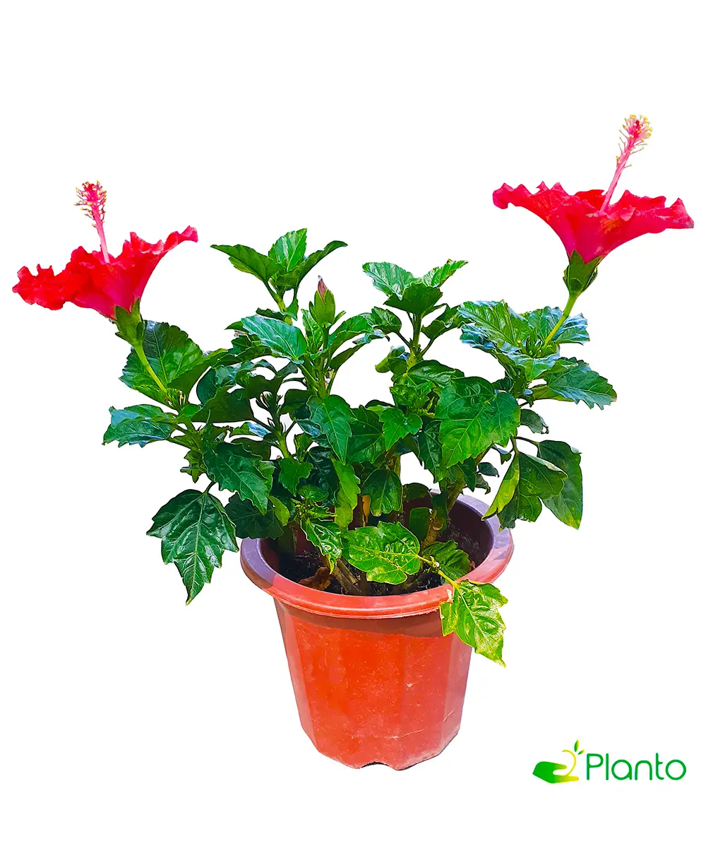 Hibiscus Plant — Balcony Plants for Dubai & UAE delivery | Planto.ae