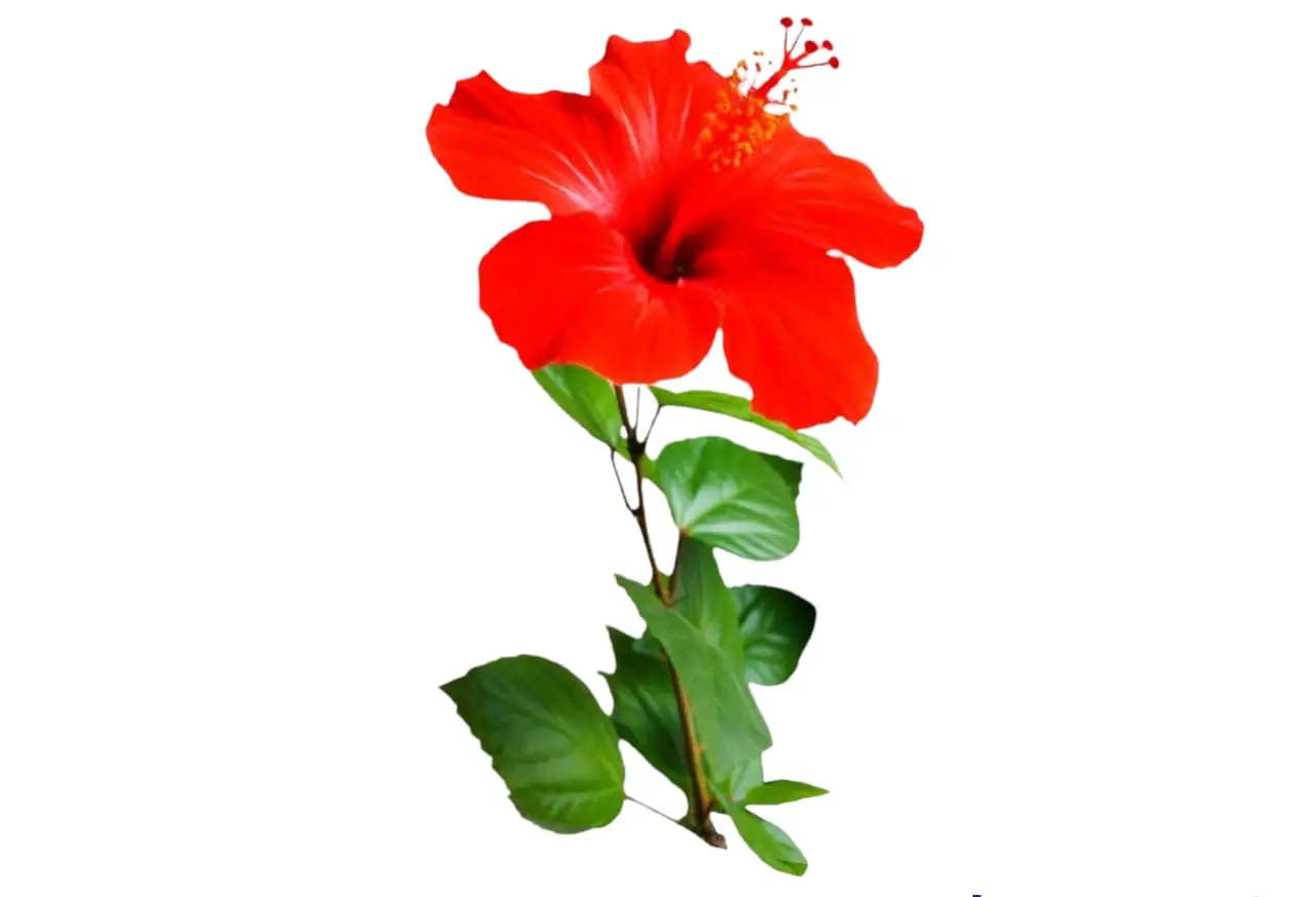 Hibiscus Plant — photo 2 | Planto.ae UAE