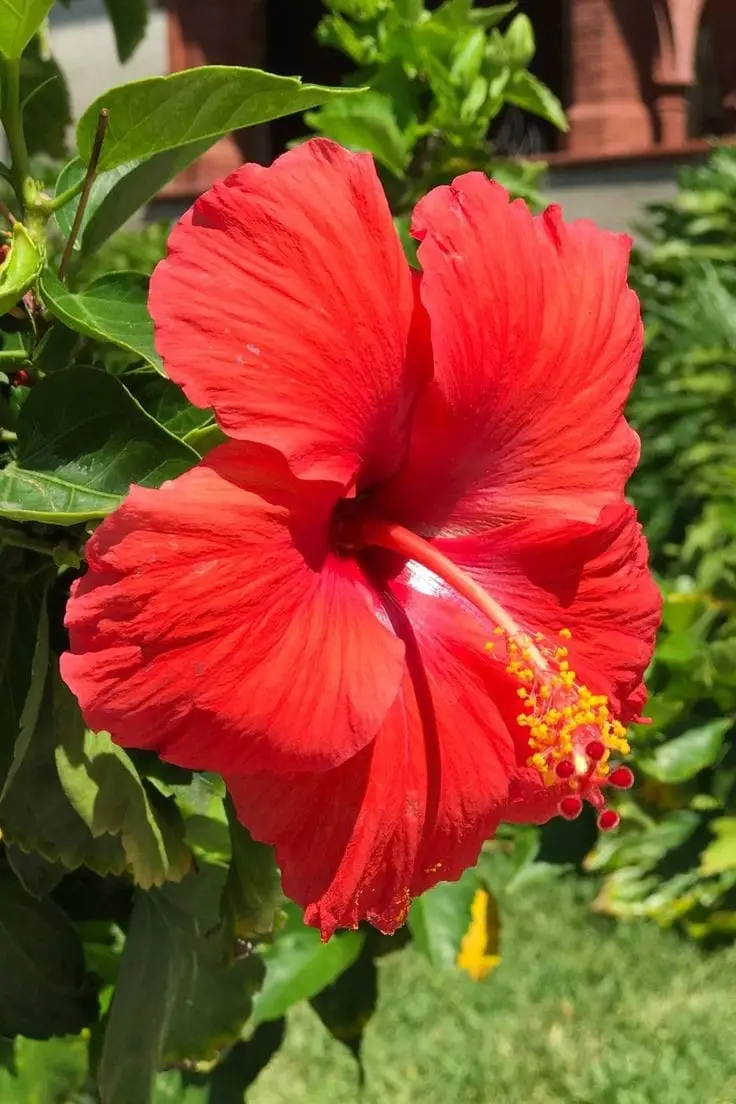 Hibiscus Plant — photo 3 | Planto.ae UAE