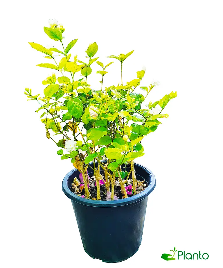 Jasimine — Balcony Plants for Dubai & UAE delivery | Planto.ae