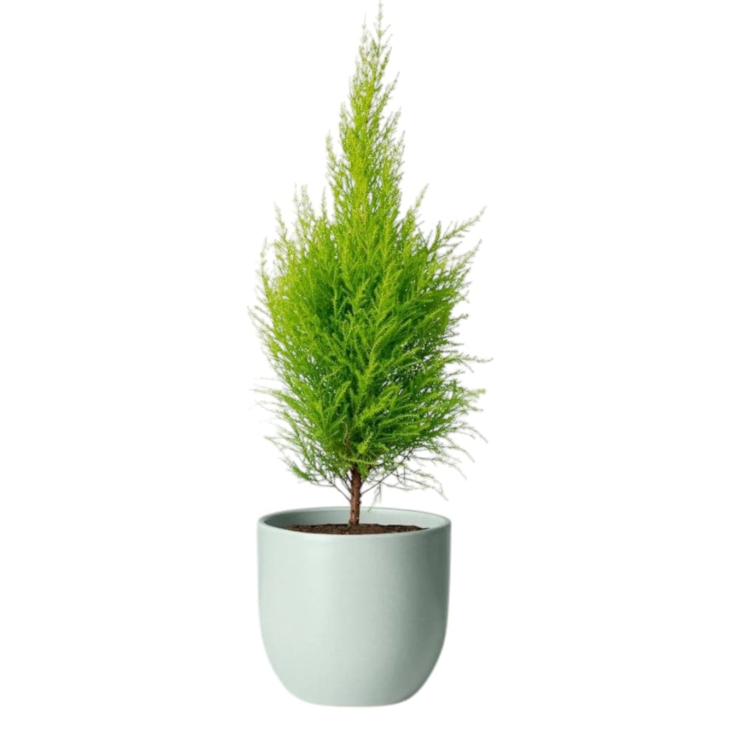 Lemon Cypress In Ceramic Pot — Balcony Plants for Dubai & UAE delivery | Planto.ae