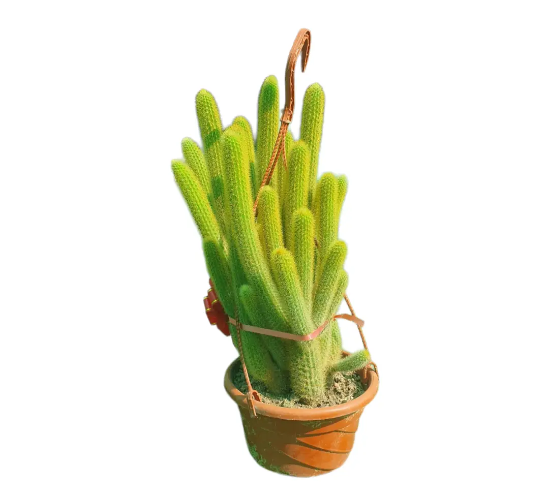 Monkey Tail Cactus — Balcony Plants for Dubai & UAE delivery | Planto.ae