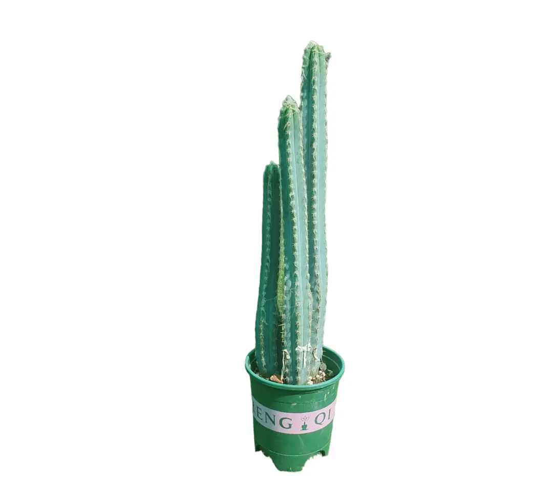 Multi Stem Cactus — Balcony Plants for Dubai & UAE delivery | Planto.ae