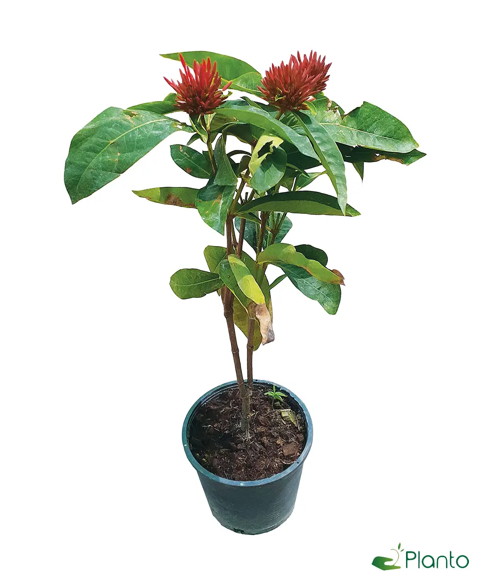 Red ixora — Balcony Plants for Dubai & UAE delivery | Planto.ae