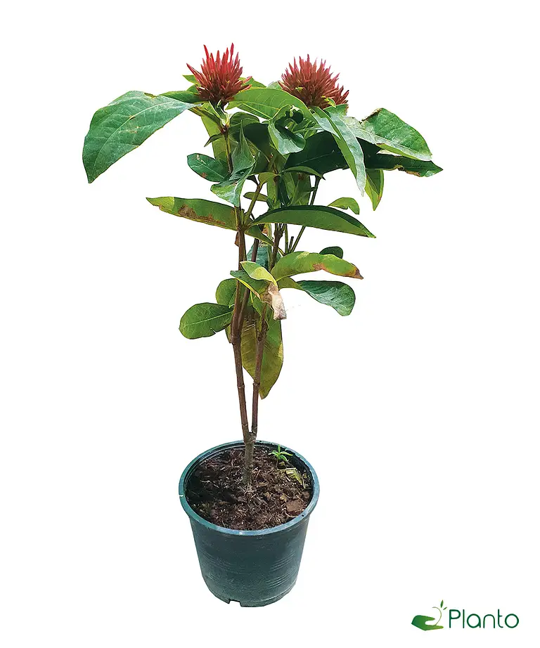 Red ixora — photo 2 | Planto.ae UAE