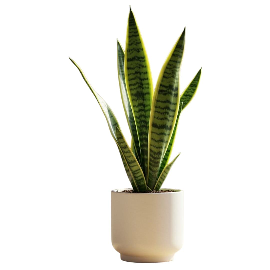Snake Plant In White Ceramic Pot — photo 2 | Planto.ae UAE