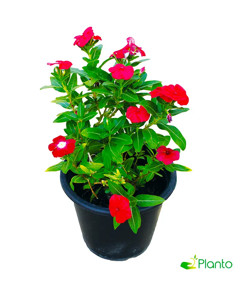 Vinca Red — Balcony Plants for Dubai & UAE delivery | Planto.ae