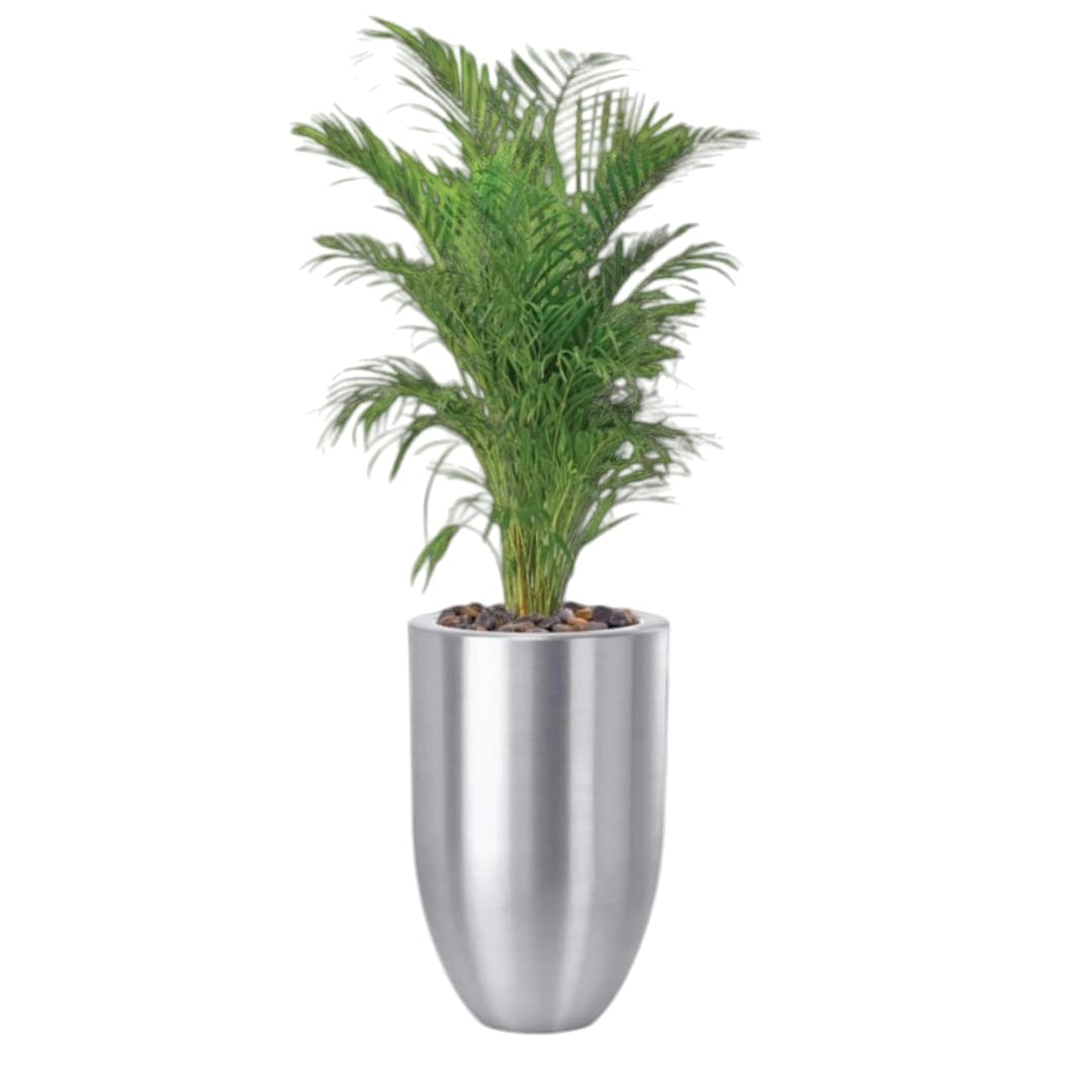 Areca Palm In silver metal Pot — photo 2 | Planto.ae UAE