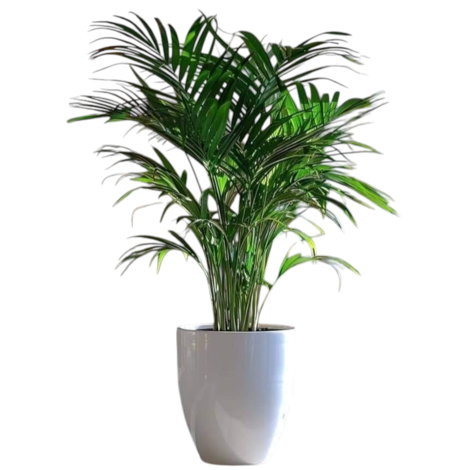 Areca Palm Plant In White Ceramic Pot — photo 2 | Planto.ae UAE