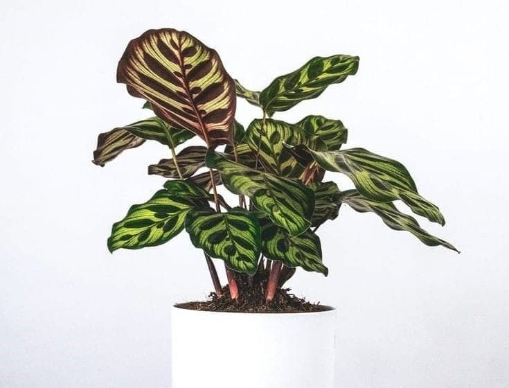 Calathea Zebra Plant In White Ceramic Pot — photo 2 | Planto.ae UAE