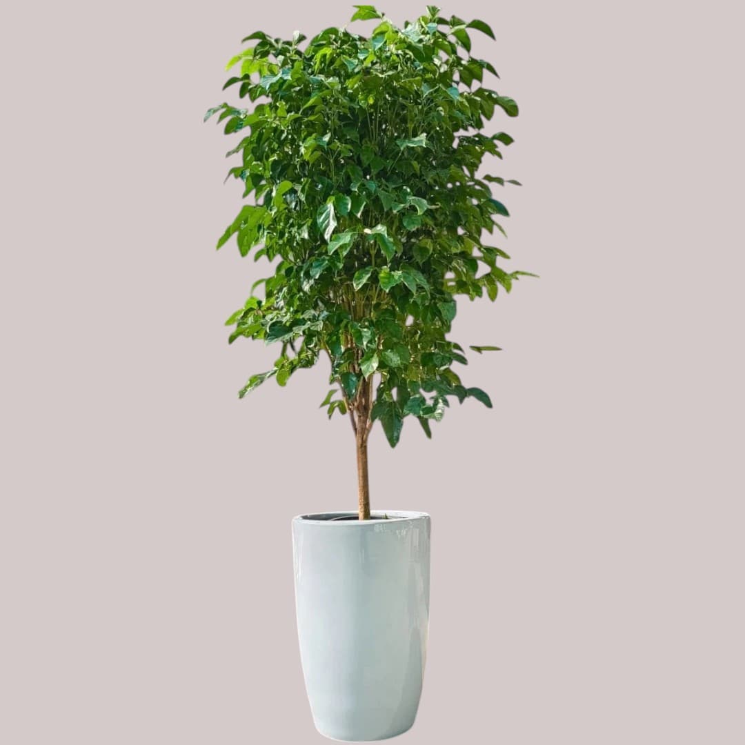 China Doll plant — photo 2 | Planto.ae UAE