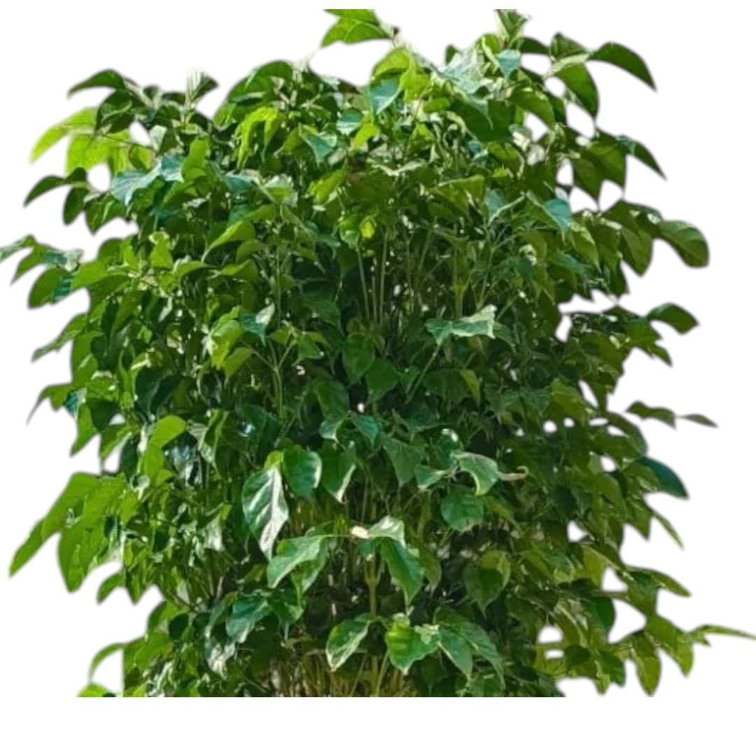 China Doll plant — photo 3 | Planto.ae UAE