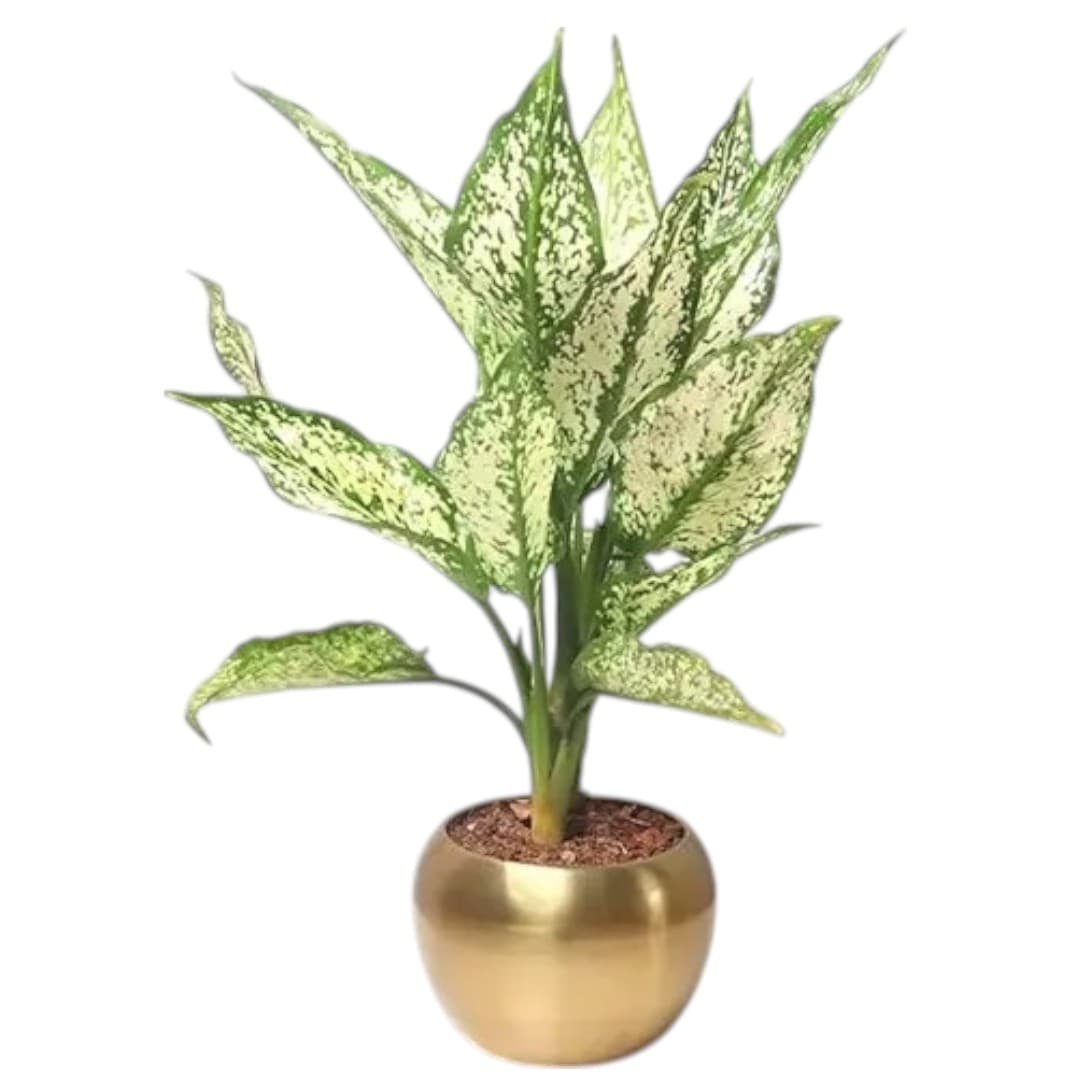 Chinese Evergreen Indoor Plant — photo 2 | Planto.ae UAE