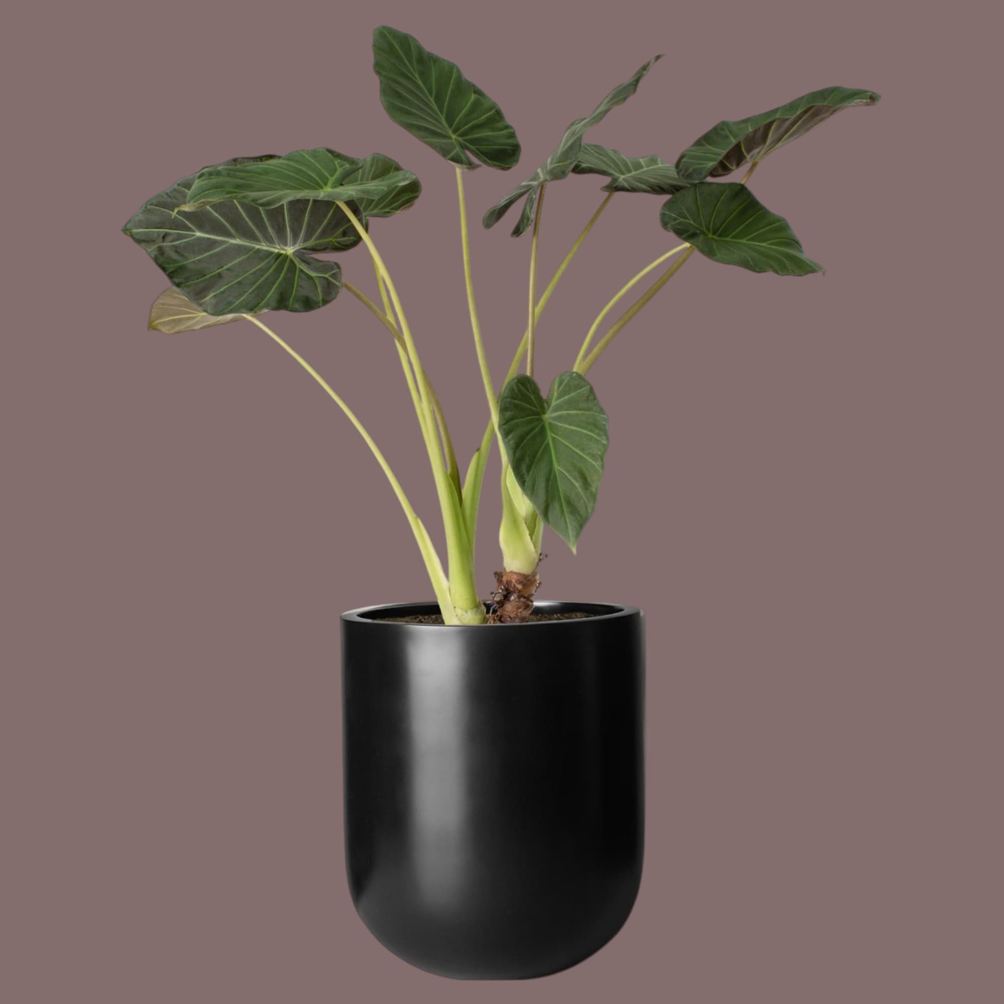 Indoor Plants