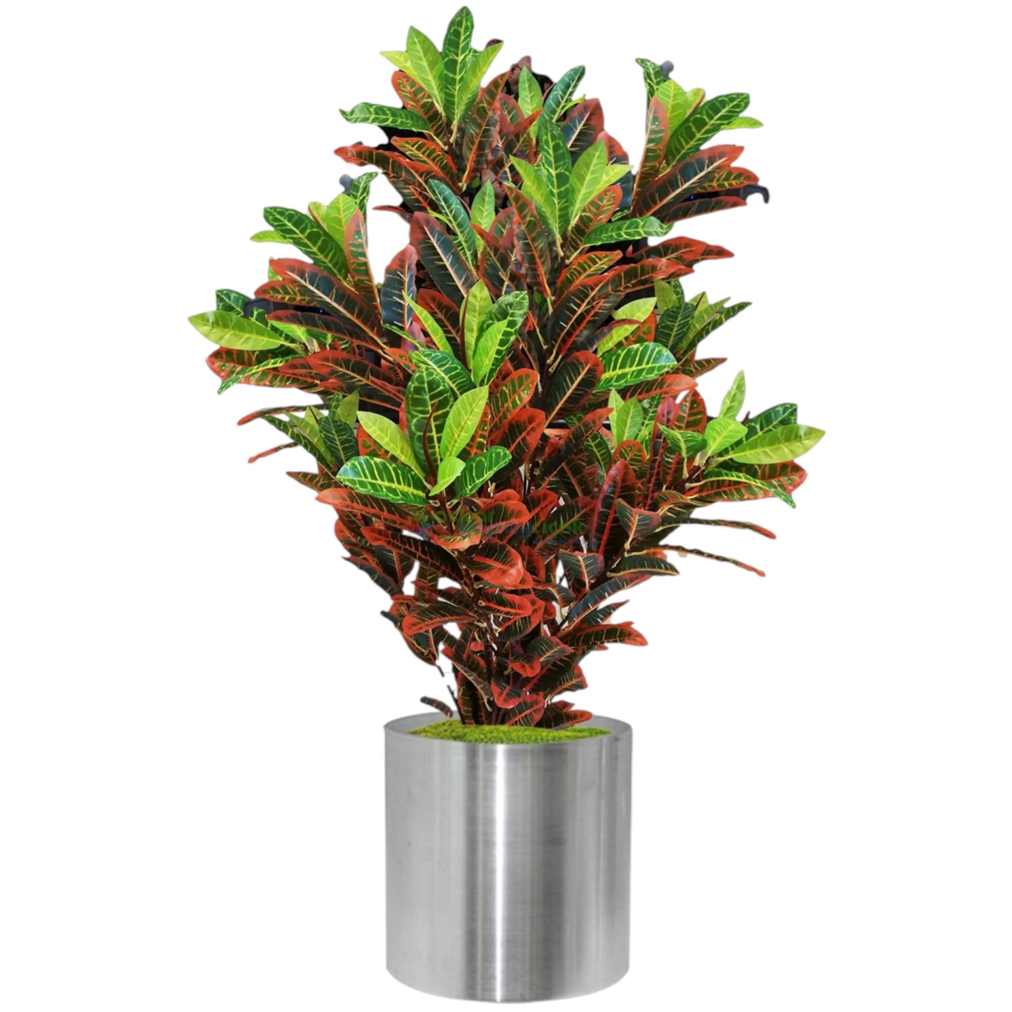 Croton PlantIn Silver Pot — photo 2 | Planto.ae UAE