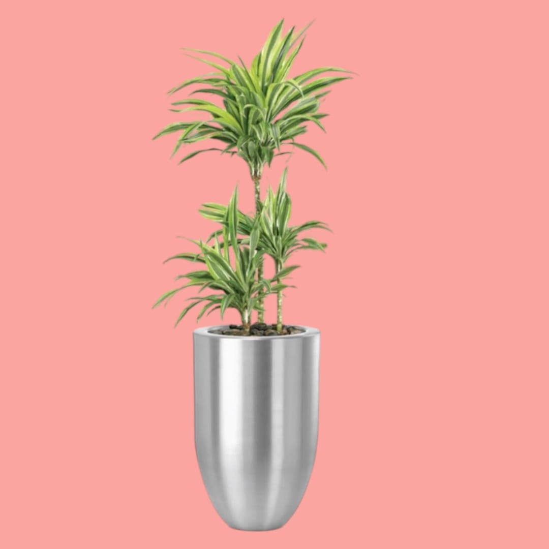 Dracaena Warneckii In Silver Metal Pot — photo 2 | Planto.ae UAE