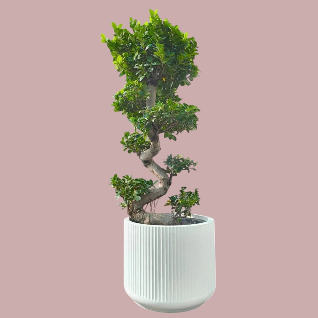 Ficus Panda Bonsai “S” Shape | 90-110 cm — photo 2 | Planto.ae UAE