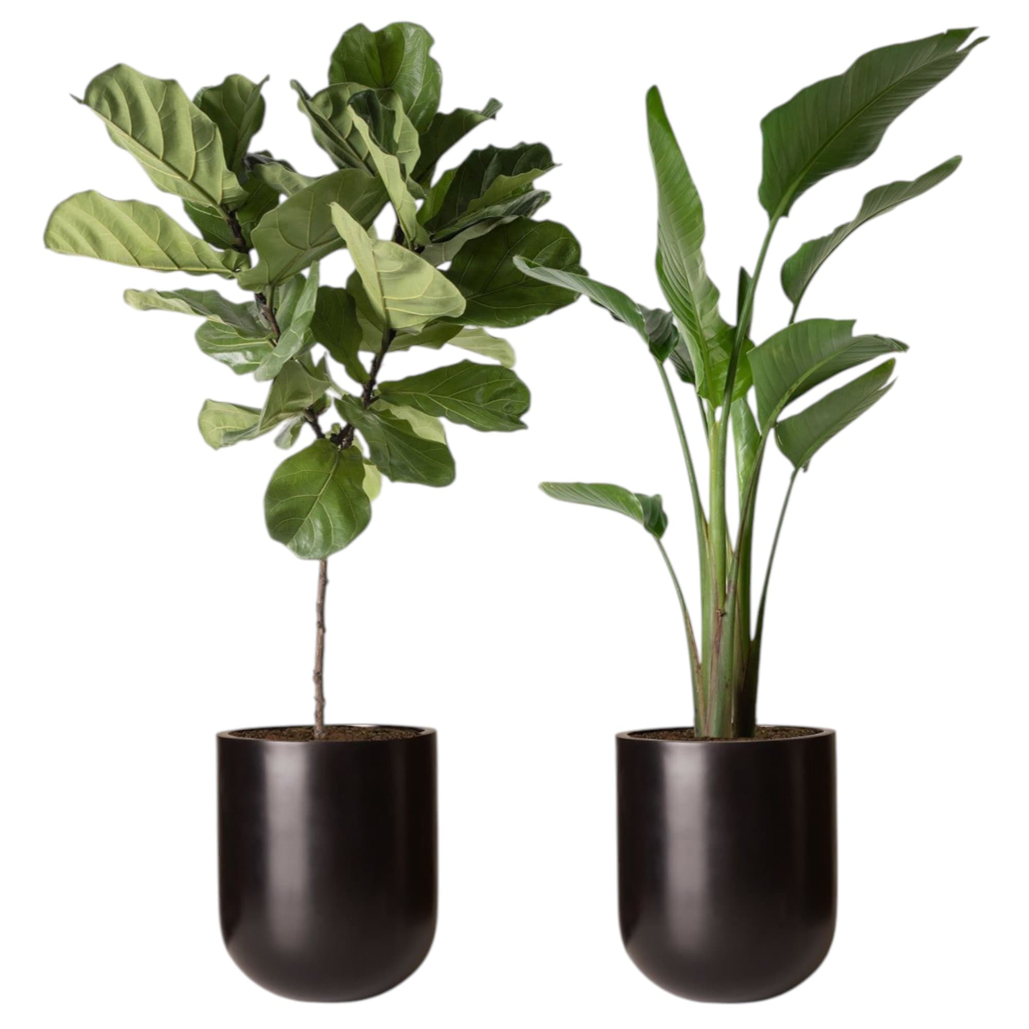 Fiddle Leaf and Bird Of Paradise Set. — photo 2 | Planto.ae UAE