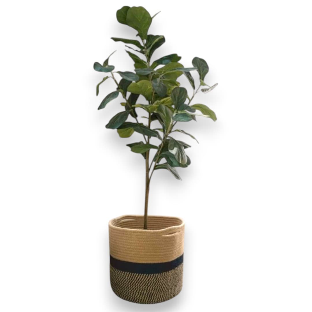 Fiddle Leaf Fig Plant – 120cm in Handwoven Basket — photo 2 | Planto.ae UAE