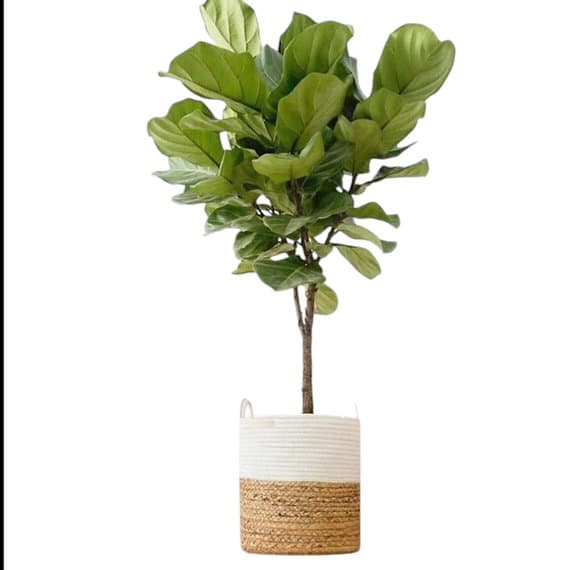 Fiddle Leafe Plant in Beautiful Basket — photo 2 | Planto.ae UAE