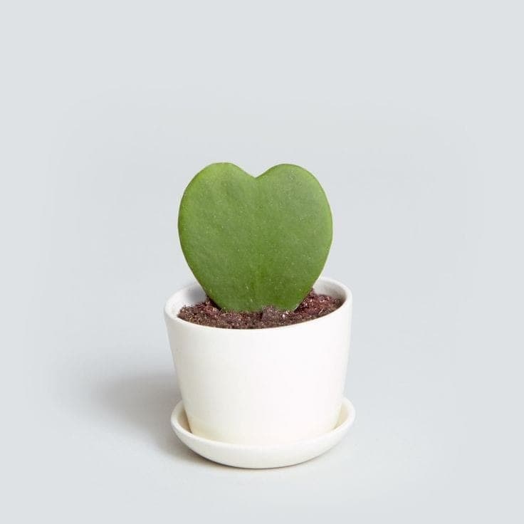 Hoya Kerrii Green, Heart Leaf White Pot — photo 2 | Planto.ae UAE