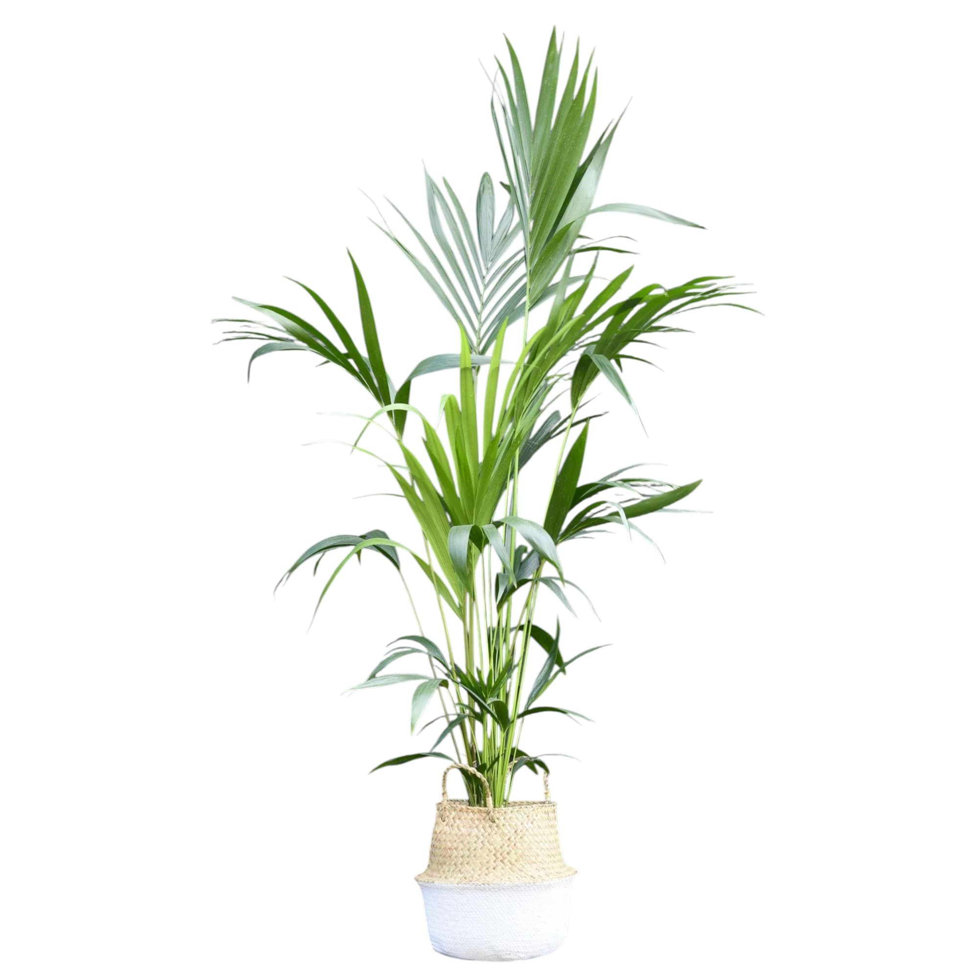 Kentia Palm In A Beautiful Basket — photo 2 | Planto.ae UAE