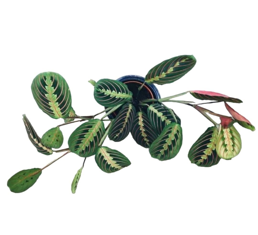 Maranta — photo 2 | Planto.ae UAE