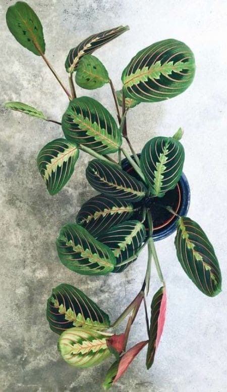 Maranta — photo 3 | Planto.ae UAE