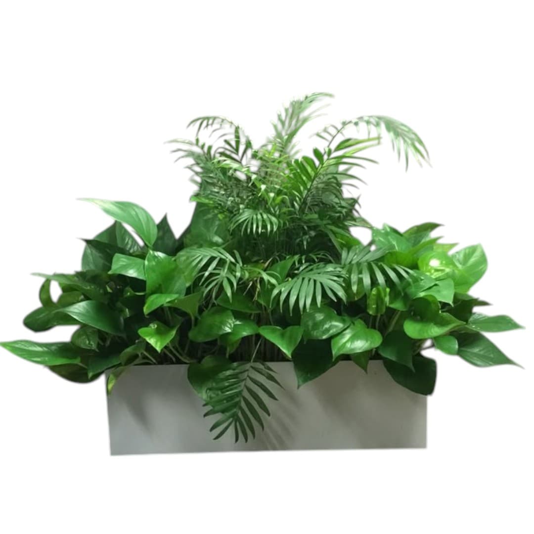 Mix Plants arrangements In White Planter — photo 2 | Planto.ae UAE