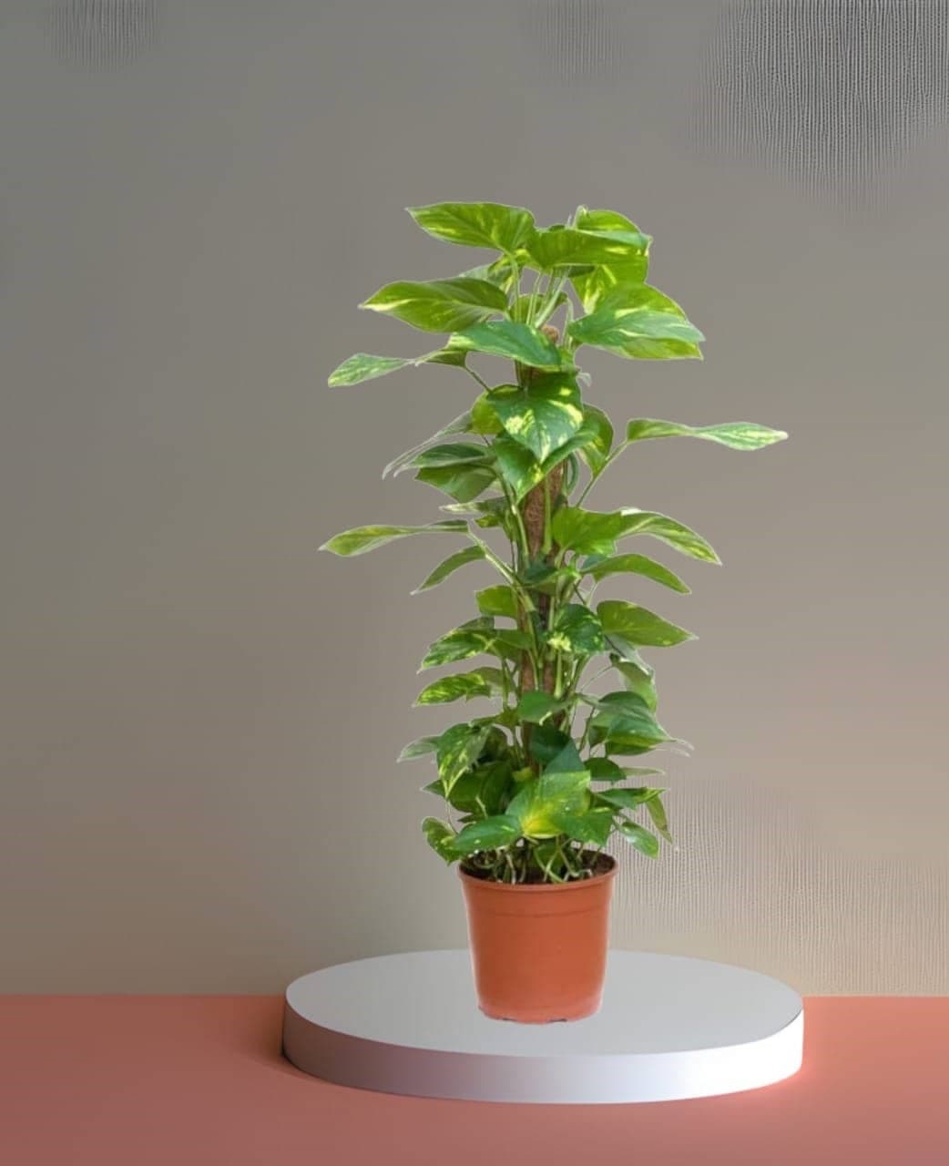 Money Plant — photo 3 | Planto.ae UAE