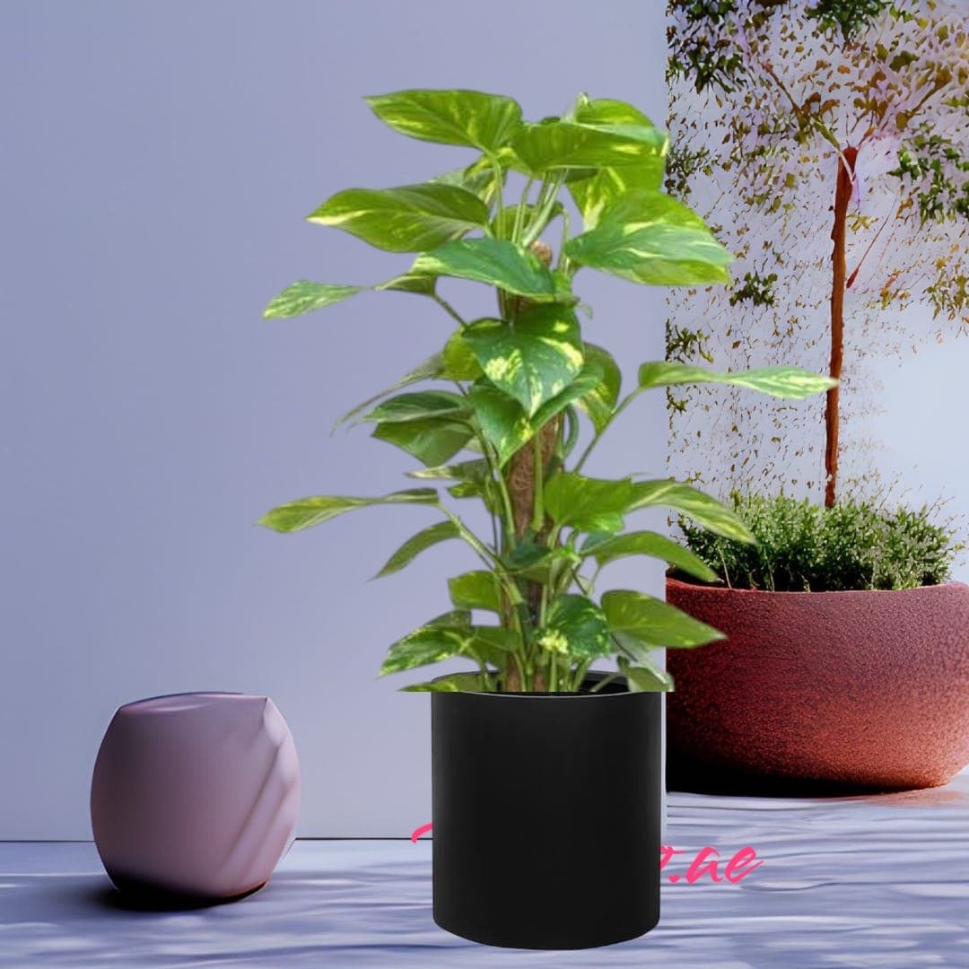 Money Plant In Black Ceramic Pot — photo 2 | Planto.ae UAE