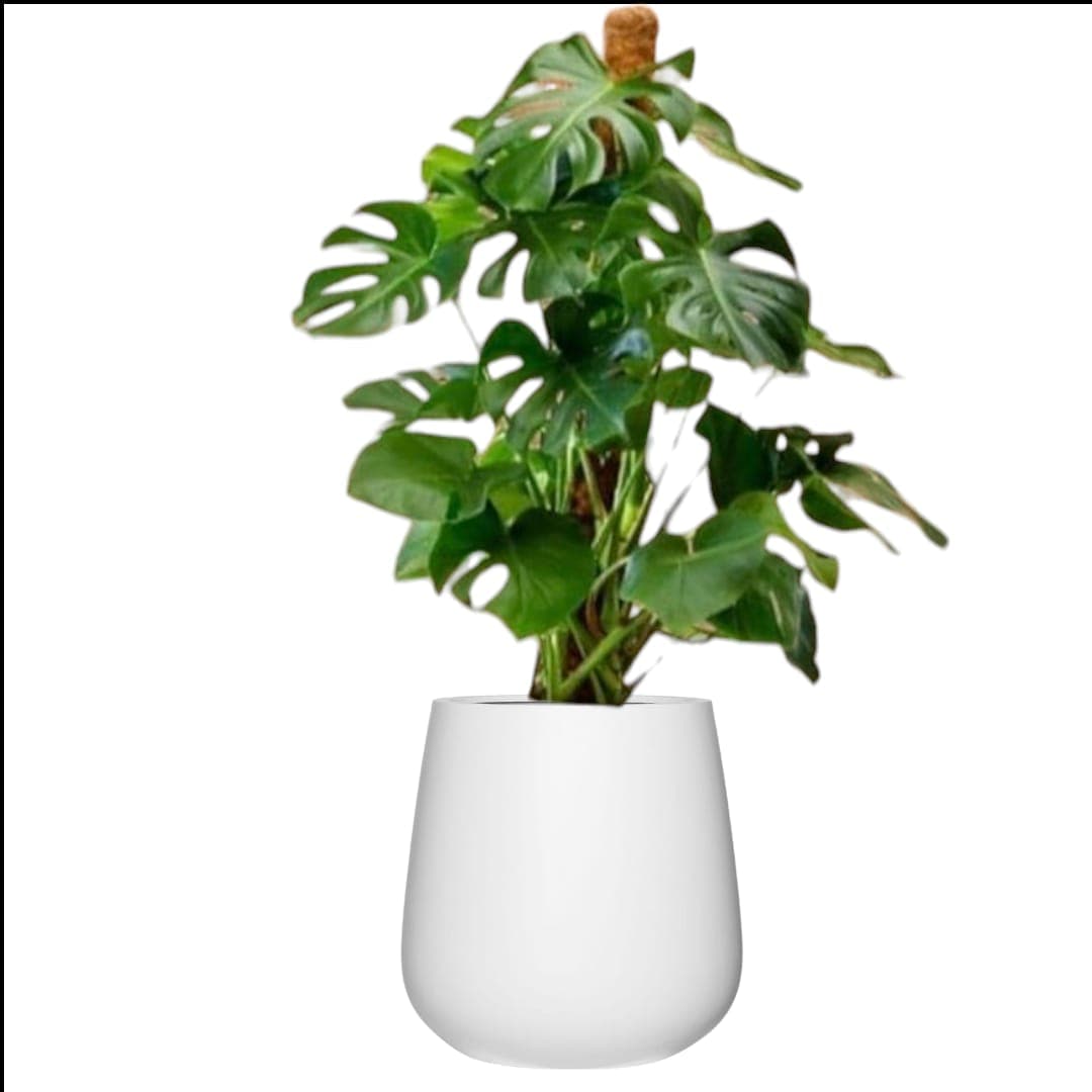 Monstera In Amazing Pot — photo 2 | Planto.ae UAE
