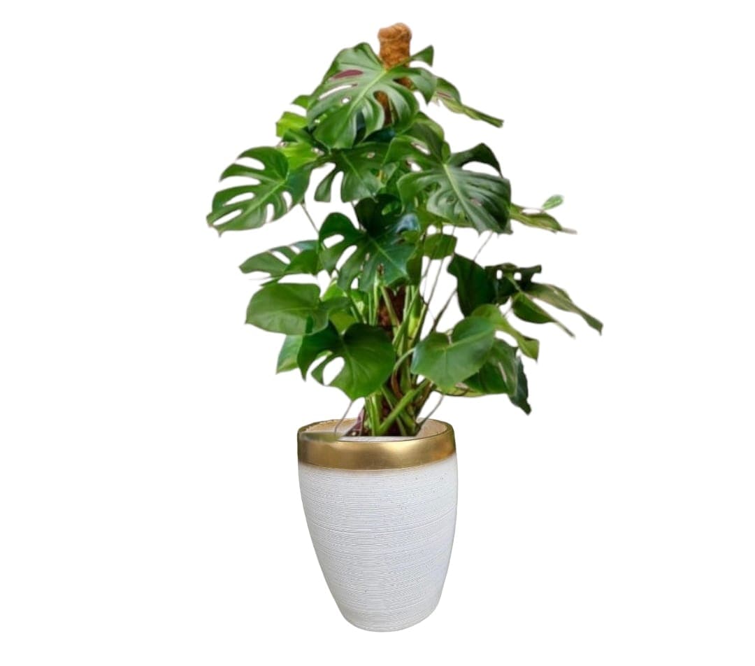 Monstera InCeramic Pot — photo 2 | Planto.ae UAE