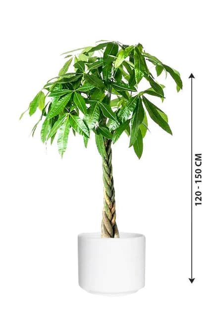 Pachira Twisted - Money Tree — photo 2 | Planto.ae UAE