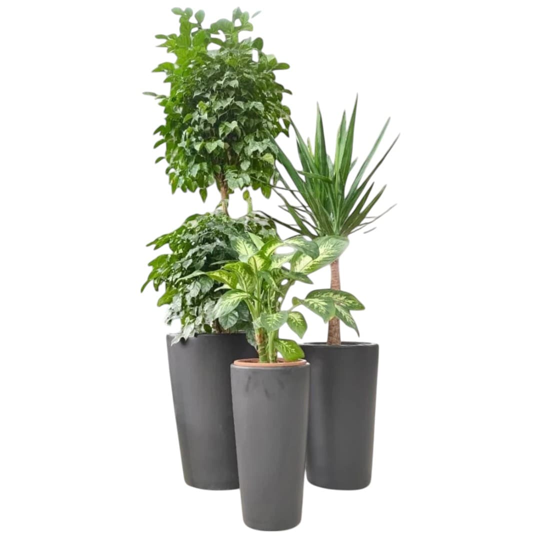 Radermachera,Yucca,Dieffenbachia Plant Set — photo 2 | Planto.ae UAE