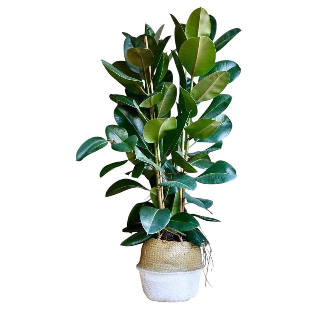 Rubber Plant In Basket — photo 2 | Planto.ae UAE