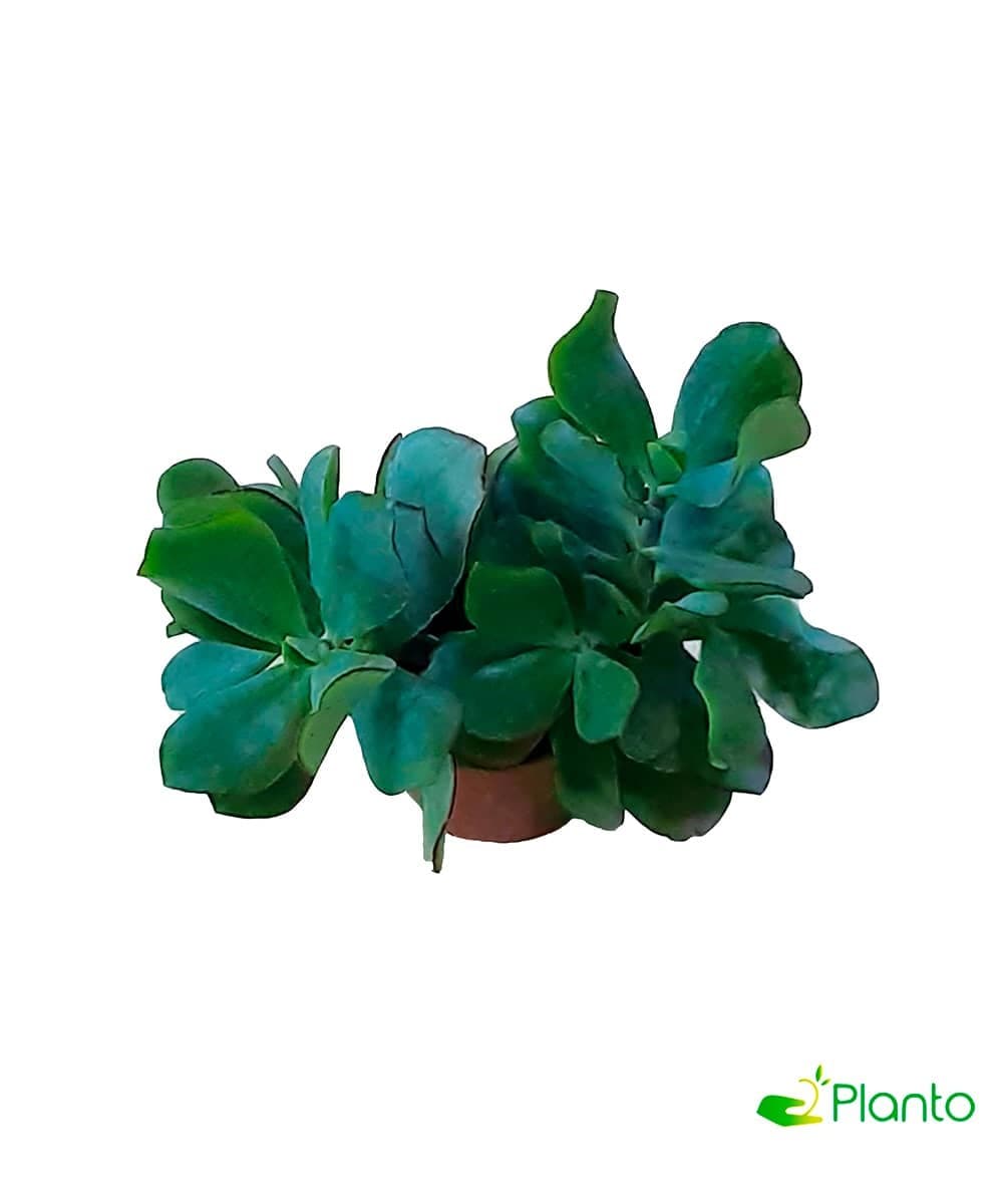 Small Aeonium-Castello — photo 2 | Planto.ae UAE