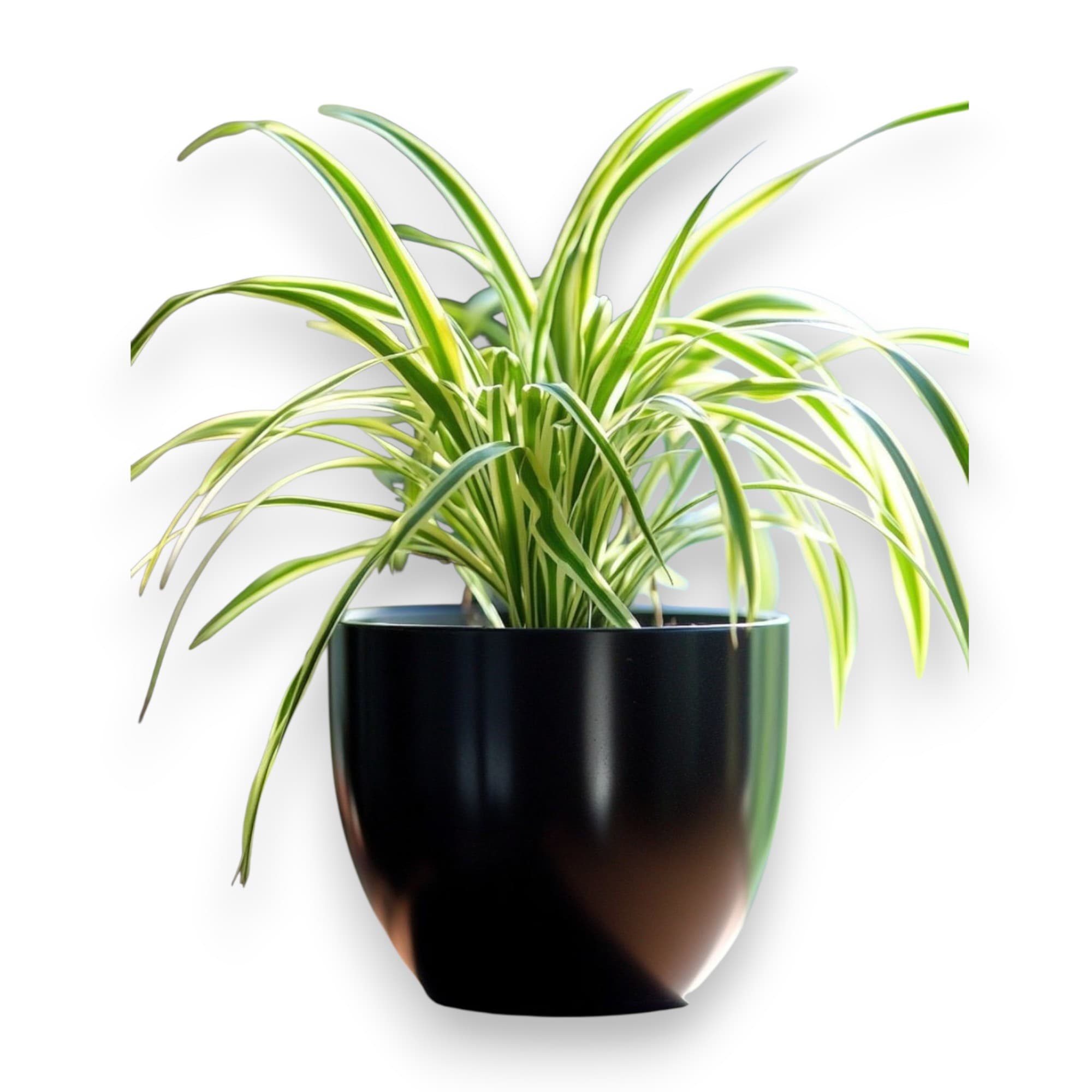 Spider Plant in Black Ceramic Pot — photo 2 | Planto.ae UAE