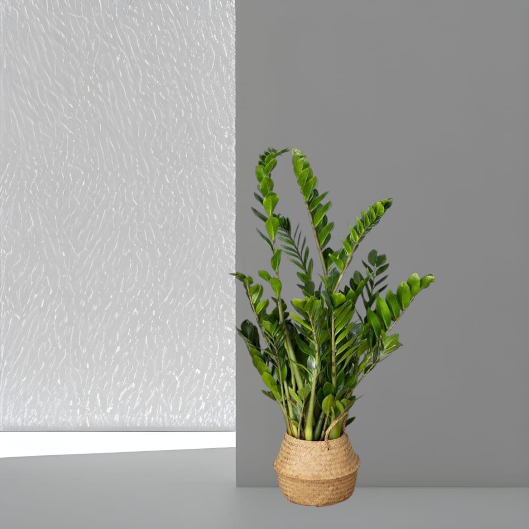 zamia zz Plant In Basket — photo 2 | Planto.ae UAE