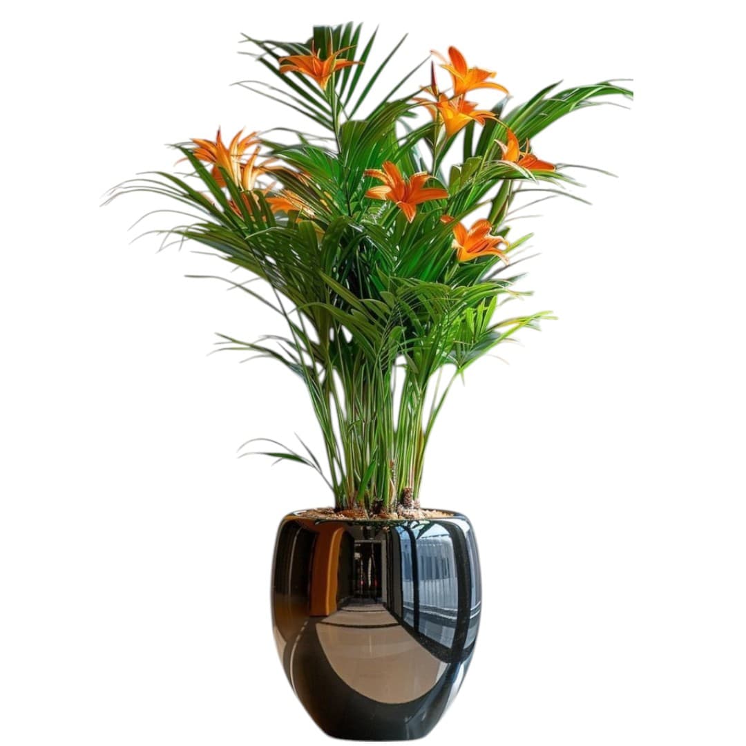 Areca Palm In Black Ceramic glossy Pot — photo 2 | Planto.ae UAE